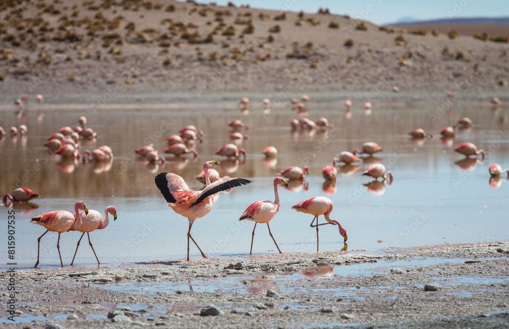 Fototapeta premium Flamingo in Bolivia