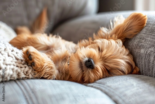 A little dog sleeps on its back on the sofa.