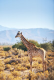 Giraffe, wildlife and bush in African nature, landscape or blue sky with plants, field and environment. Indigenous animal, outdoor and safari in tropical summer for Tanzania Serengeti National Park