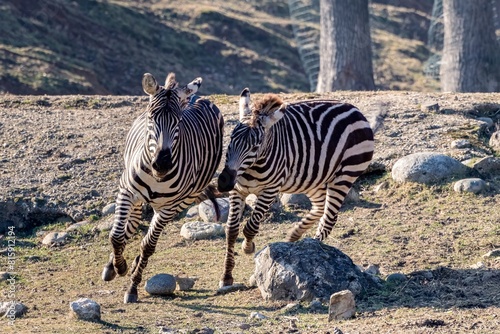 Zebre che corrono