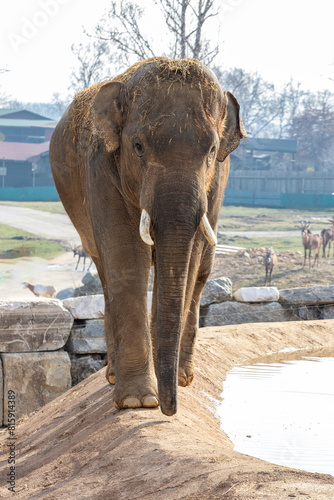 Elefante in bilico
