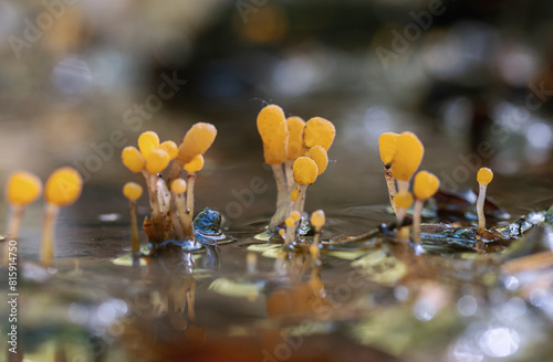 Seltener kleiner oranger Pilz des Jahres 2023, Sumpf-Haubenpilz (Mitrula paludosa) im Wassergraben