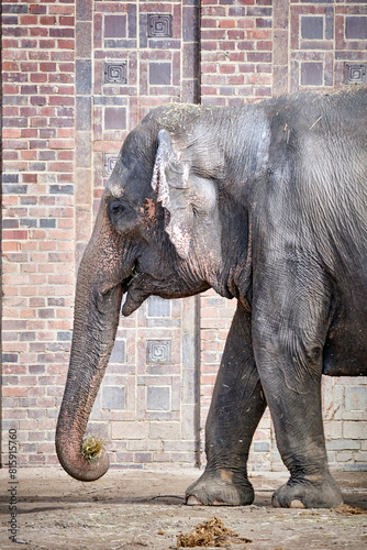 Asiatische Elefanten   Elephas maximus indicus  .