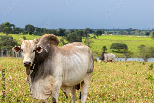 Nelore bull in the pasture area of a farm specializing in beef cattle in Brazil