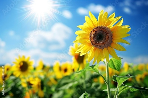 Sunflower field under a bright sunny sky