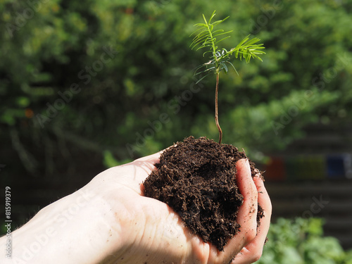 A gardener holds a fir tree seedling, reforestation or cultivation concept, natural carbon dioxide storage against climate change
