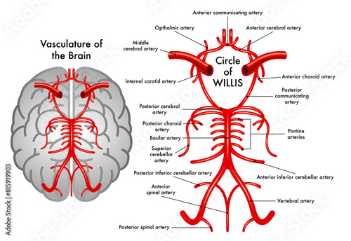 Schematic medical illustration of Circle of Willis, a part of the vasculature of the brain, with annotations. photo