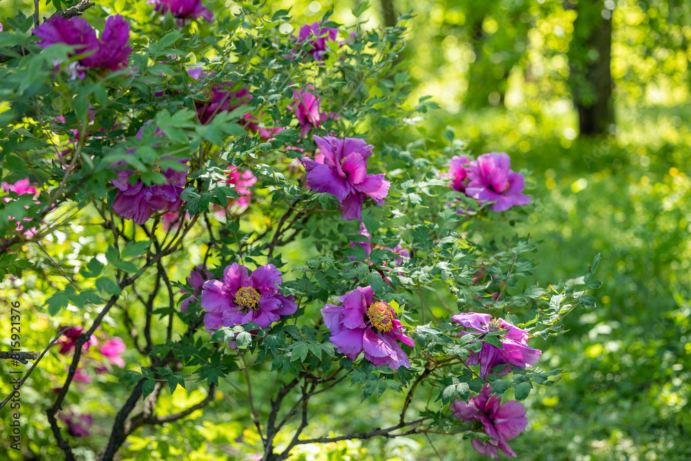 Blooming tree peony bush with pink flowers on the branches Blooming tree peony bush with pink flowers on the branches
