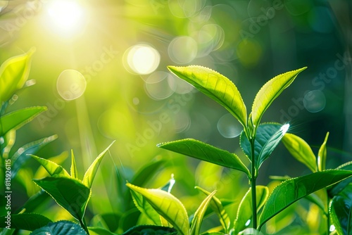 Emerald Green Tea Leaves and Buds  Delicate Beauty Amidst Lush Foliage