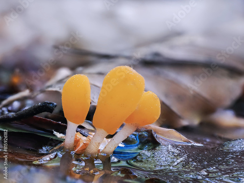 Gelber kleiner Schlauchpilz, Pilz des Jahres 20223, der Sumpf-Haubenpilz (Mitrula paludosa) im Sumpf photo