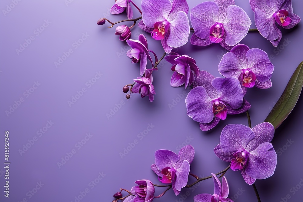 composition of violet orchids flowers frame on purple background top view, beautiful floral template with copy space