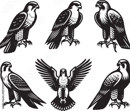 falcon vector ilastration