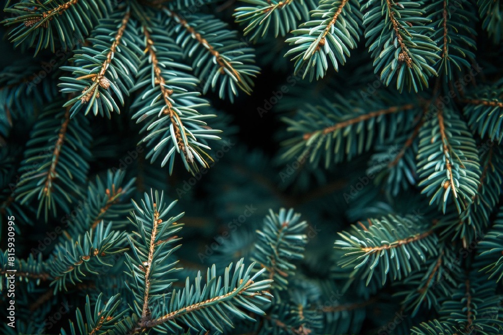 Green fir branches on a dark background. Winter background with branches of coniferous trees. Christmas greeting card background. The nature of the wild forest. New Year, Winter banner. Green fir branches on a dark background. Winter background with branches of coniferous trees. Christmas greeting card background. The nature of the wild forest. New Year, Winter banner.