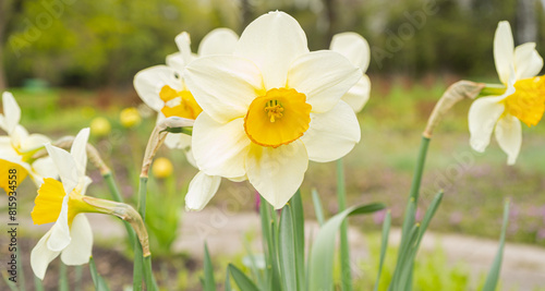 Bright Daffodils. Narcissus, white petal with yellow cup in the garden.