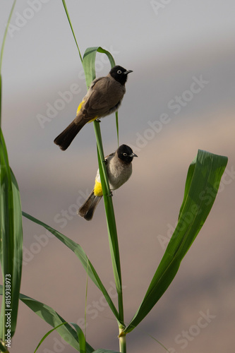 A Pair of White Spectacled Bulbuls