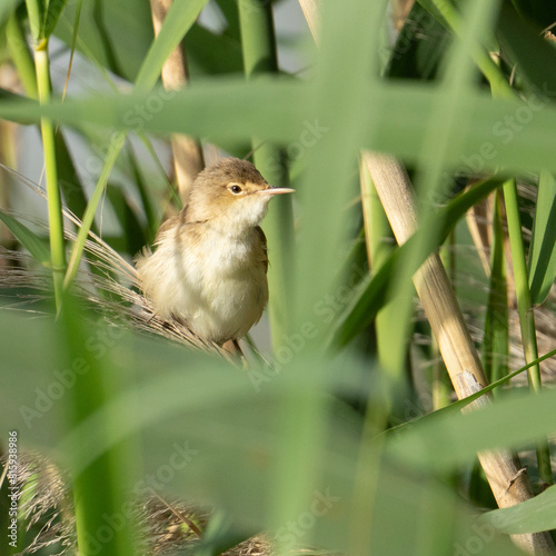 A Eurasian Reed Warbler Hiding in the Reeds