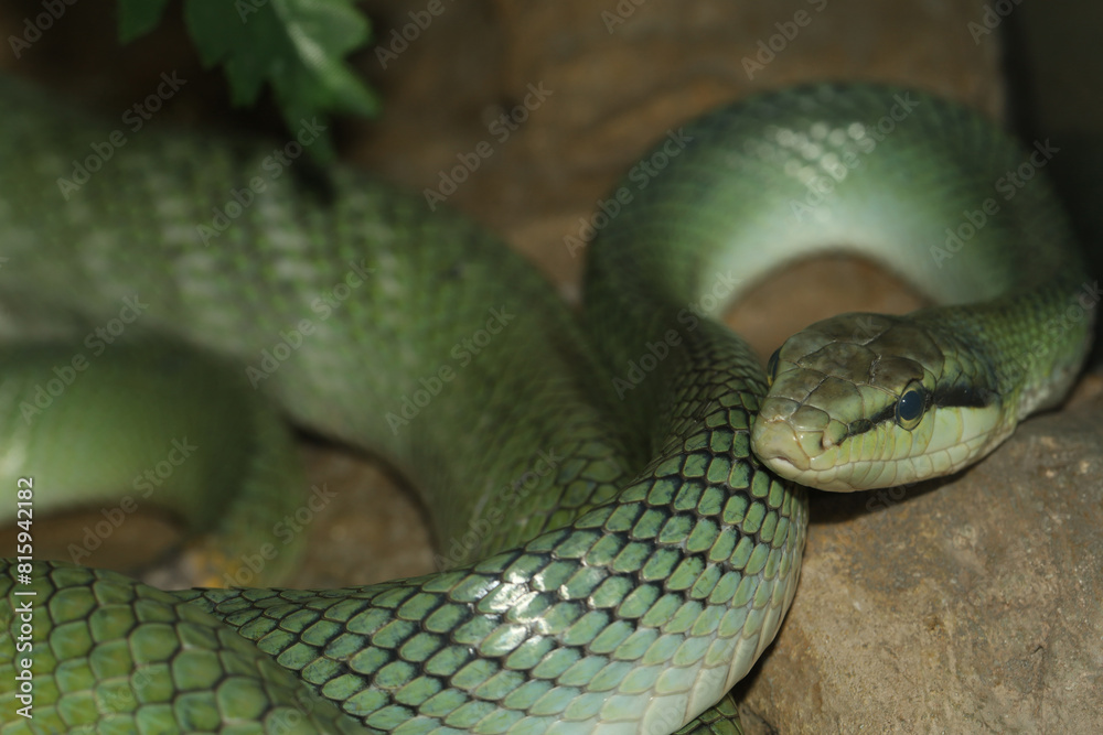 Obraz premium The red tailed rat snake is rest in garden