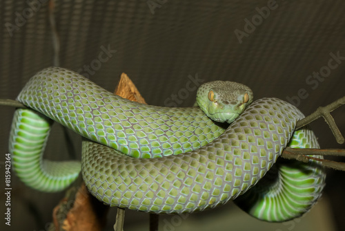 The snake (green pit viper) is rest on the stick tree