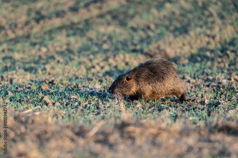 Invasive nutria from South America, a threat to agriculture. Nutria foraging at dawn. Invasive nutria from South America, a threat to agriculture. Nutria foraging at dawn.