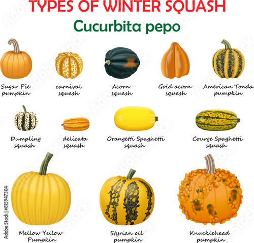 Types of winter squash. Cucurbita pepo. Cucurbitaceae. Fruits and vegetables. Isolated vector illustration.