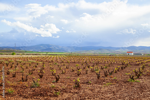 View of rustic vineyards in Spain, La Rioja, Galicia, Andalusia,..