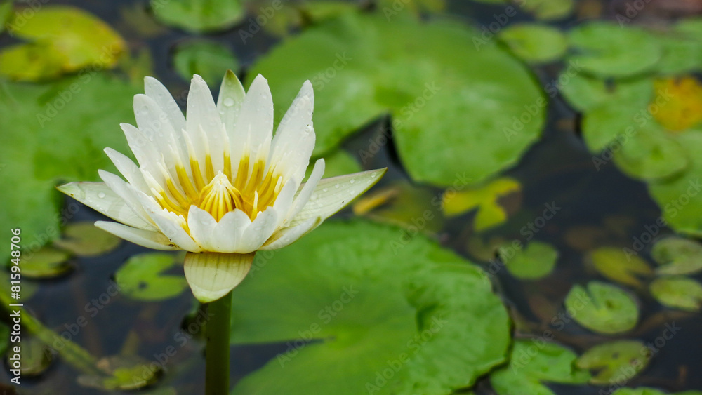 beautiful and pure white lotus is blooming in the pond beautiful and pure white lotus is blooming in the pond