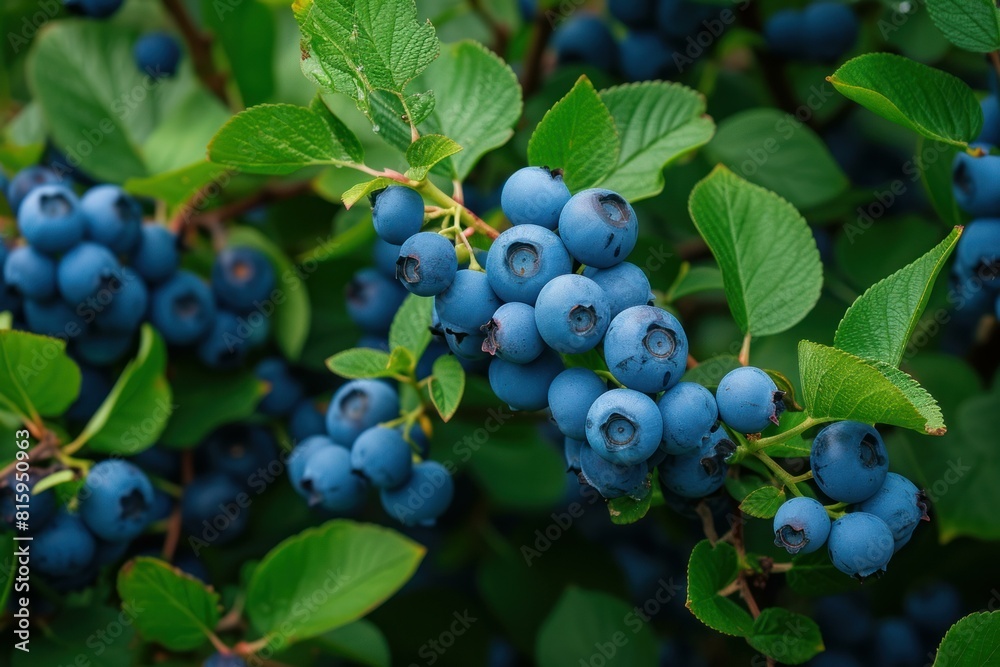 Close-up of juicy blueberries on a bush with vibrant green leaves in a garden Close-up of juicy blueberries on a bush with vibrant green leaves in a garden