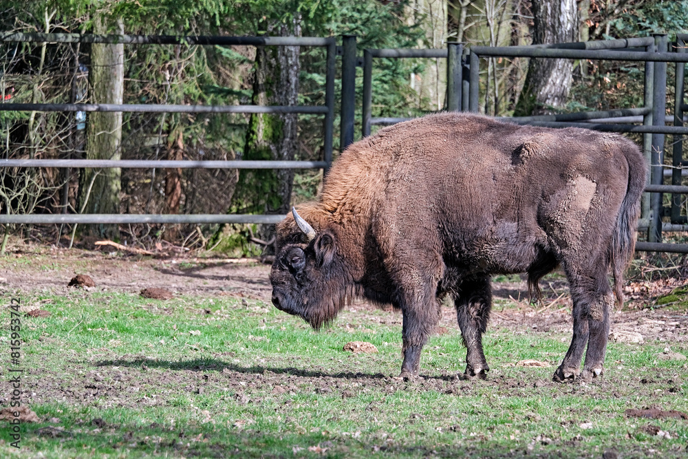 Wisent oder Europäische Bison ( Bos bonasus ). Wisent oder Europäische Bison ( Bos bonasus ).