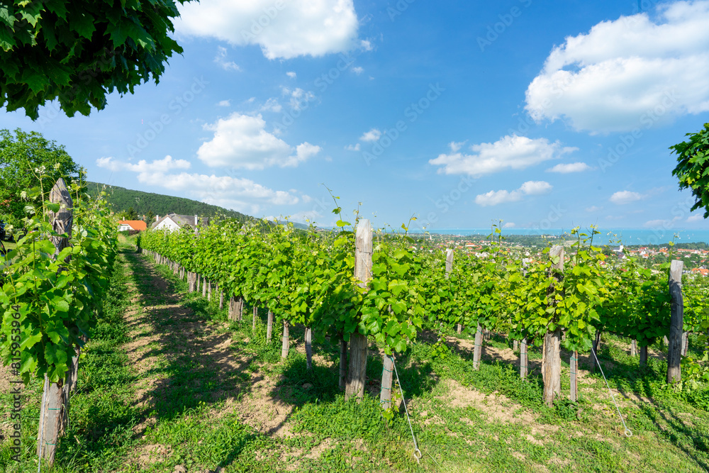 Nice vineyard in Csopak next to the lake Balaton at summer landscape with houses and church