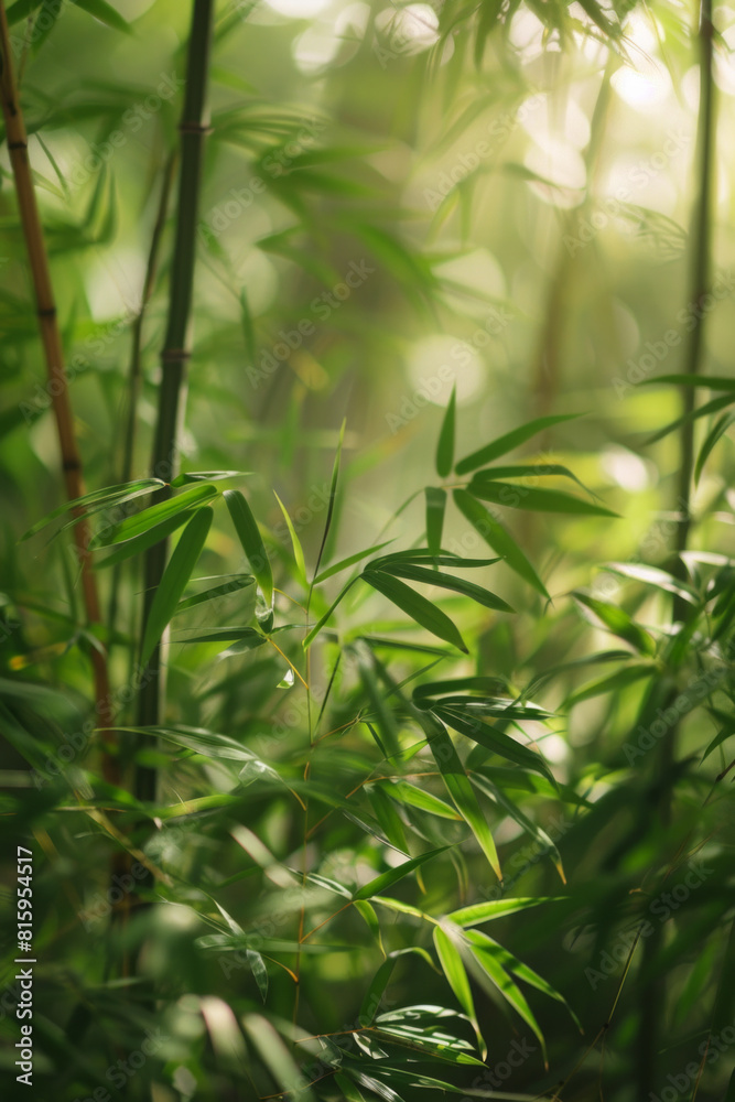 A serene bamboo forest bathed in soft sunlight, with slender bamboo stalks stretching towards the sky and lush green foliage filtering the dappled light, creating a tranquil oasis of natural beauty. A serene bamboo forest bathed in soft sunlight, with slender bamboo stalks stretching towards the sky and lush green foliage filtering the dappled light, creating a tranquil oasis of natural beauty.