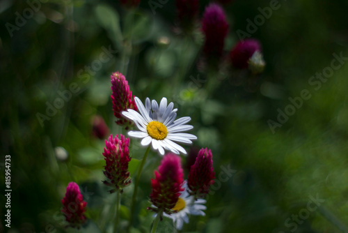 Ox-eye Daisy (Leucanthemum vulgare) and wildflowers in a garden - secret garden