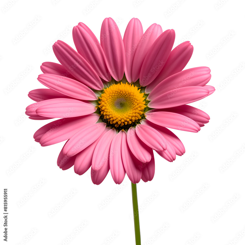realistic pink daisy isolated on a transparent background realistic pink daisy isolated on a transparent background