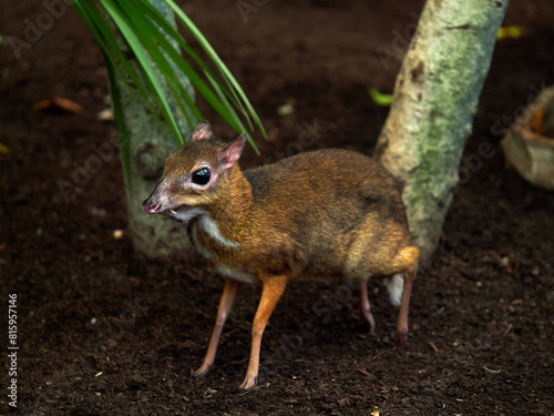 The lesser mouse-deer, lesser Malay chevrotain, or kanchil (Tragulus kanchil) is a species of even-toed ungulate in the family Tragulidae