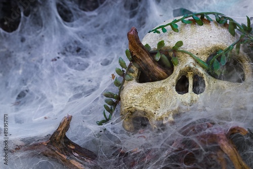 Reptile terrarium, eerie decoration, spiderwebs, dry branches. © Grzegorz