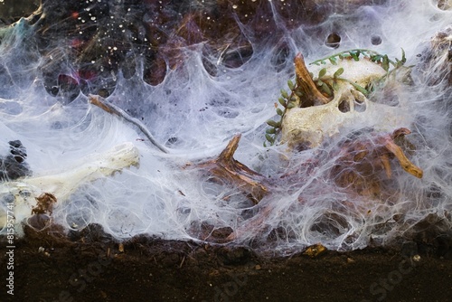 Reptile terrarium, eerie decoration, spiderwebs, dry branches. © Grzegorz