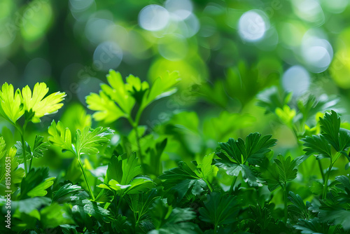 Lush parsley herb growing vibrantly in natural sunlight  showcasing the vivid green tones of its leaves