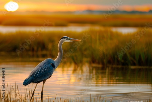 Great Blue Heron at Sunset in Marshland