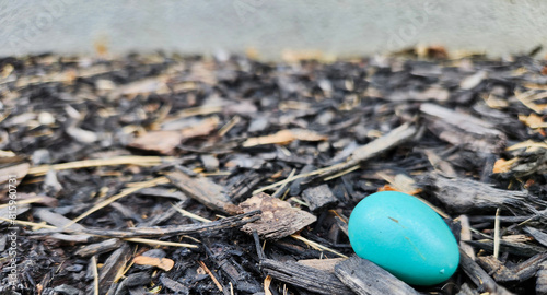 robin egg lying in mulch