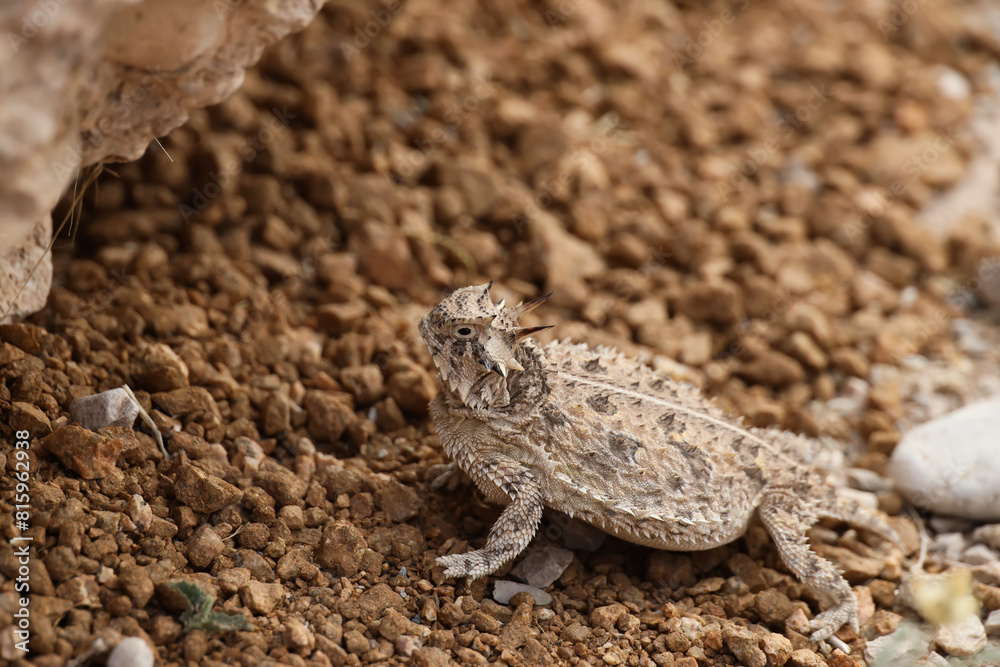 Plains Horned Toad
