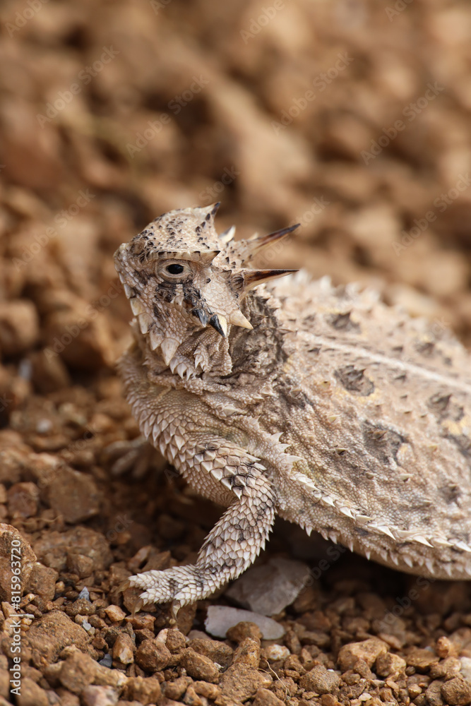 Plains Horned Toad close-up Plains Horned Toad close-up