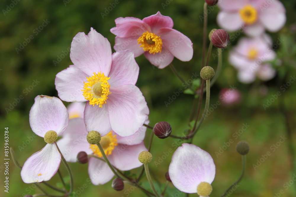 Obraz premium Rośliny kwiaty