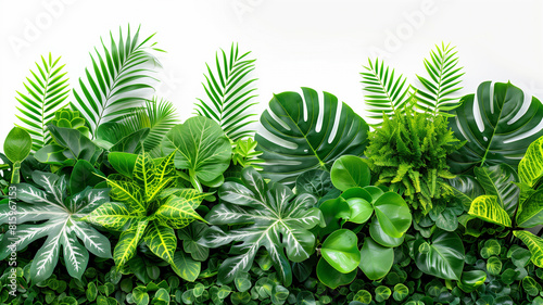 A vibrant assortment of tropical foliage with various shapes and shades of green  presented against a pure white background..