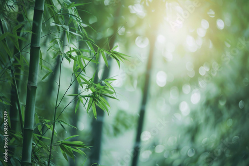 A serene bamboo forest bathed in soft sunlight  with slender bamboo stalks stretching towards the sky and lush green foliage filtering the dappled light  creating a tranquil oasis of natural beauty.