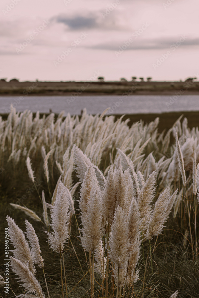 Cortaderia Selloana on the shores of a lake. Maiden's tail.