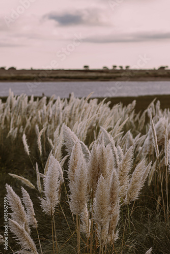 Obraz na płótnie Cortaderia Selloana on the shores of a lake. Maiden's tail. w salonie