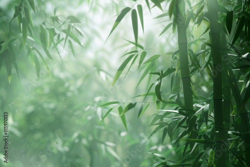 A serene bamboo forest bathed in soft sunlight  with slender bamboo stalks stretching towards the sky and lush green foliage filtering the dappled light  creating a tranquil oasis of natural beauty.