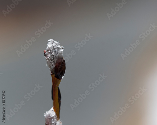 Pussy willow branch covered in rain droplets.