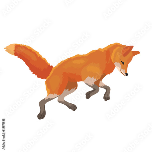 Red fox in jump hunts for prey