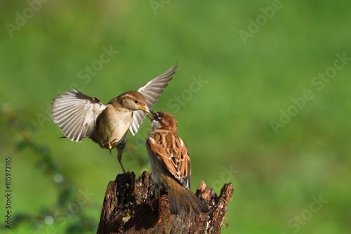 Closeup of two sparrows fighting in flight