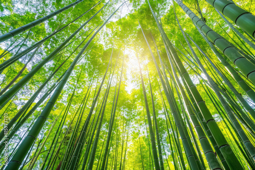 A serene bamboo forest bathed in soft sunlight  with slender bamboo stalks stretching towards the sky and lush green foliage filtering the dappled light  creating a tranquil oasis of natural beauty.